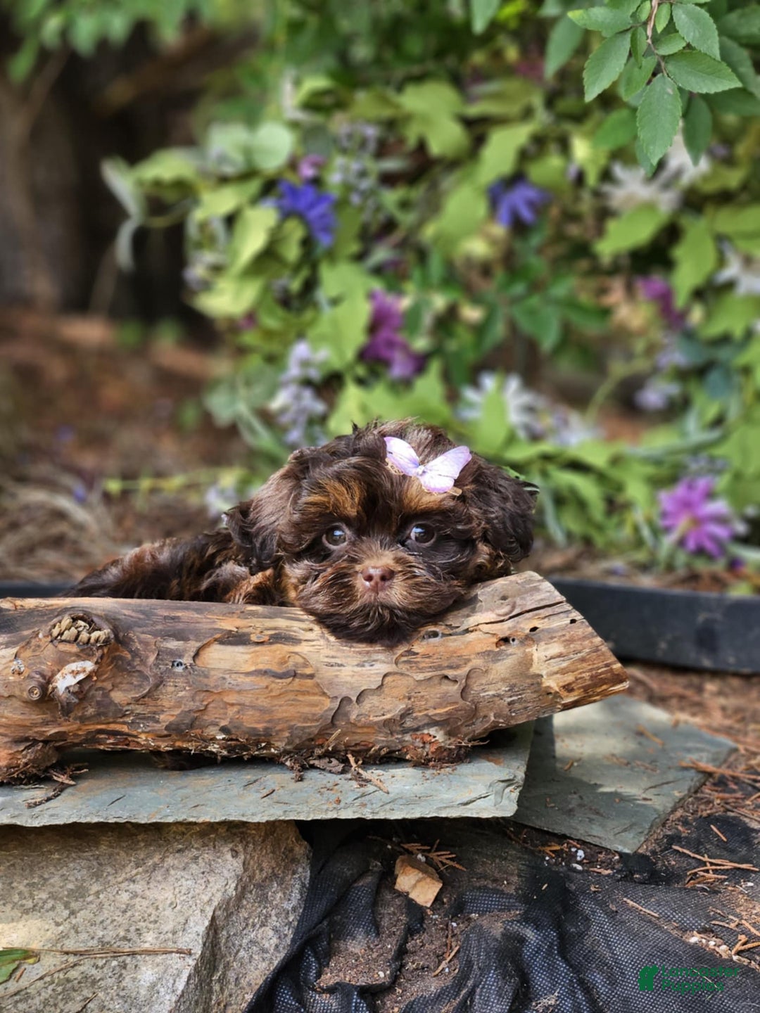 Maltipoo dogs for sale: Rare chocolate - Image 2