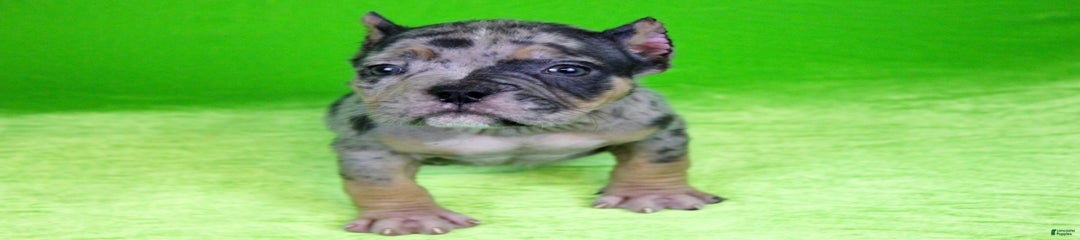 Black Tri Merle Female