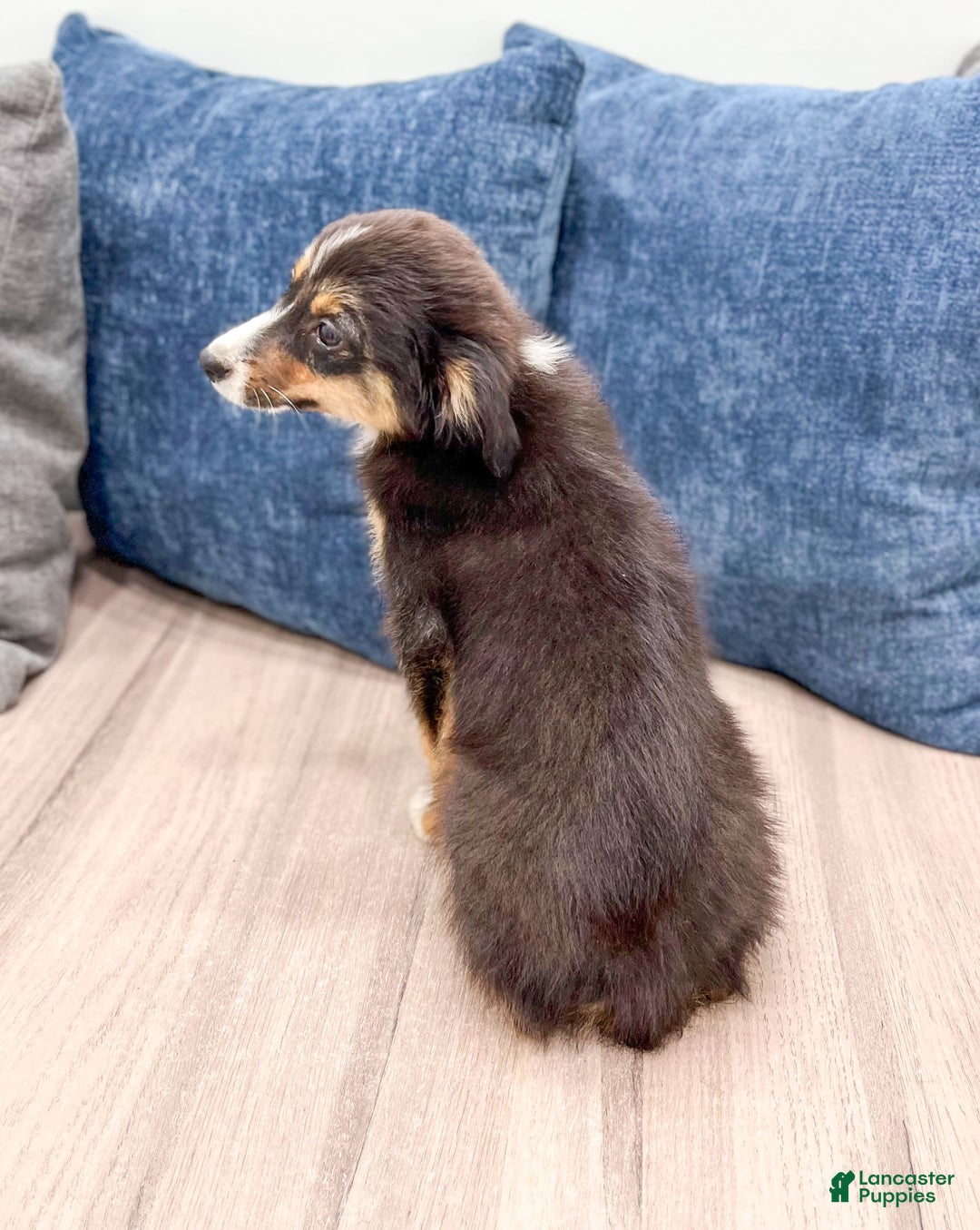 Miniature Australian Shepherd dogs for sale: Ace - Image 3