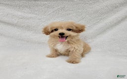 Maltipoo dogs for sale: Maverick - Image 8