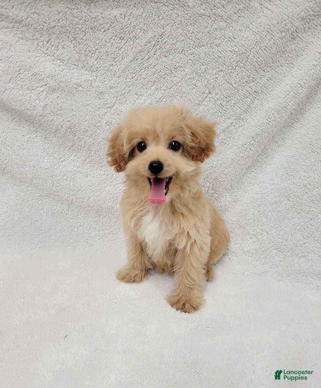 Maltipoo dogs for sale: Maverick - Image 8