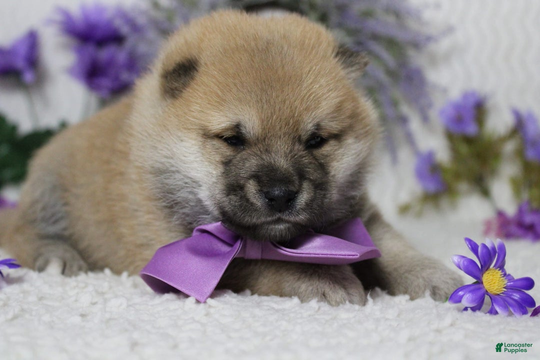 Shiba Inu dogs for sale: Larry - Image 2