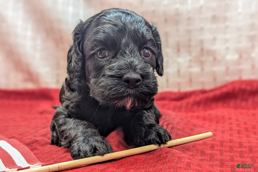 Cockapoo dogs for sale: Emily - Image 8