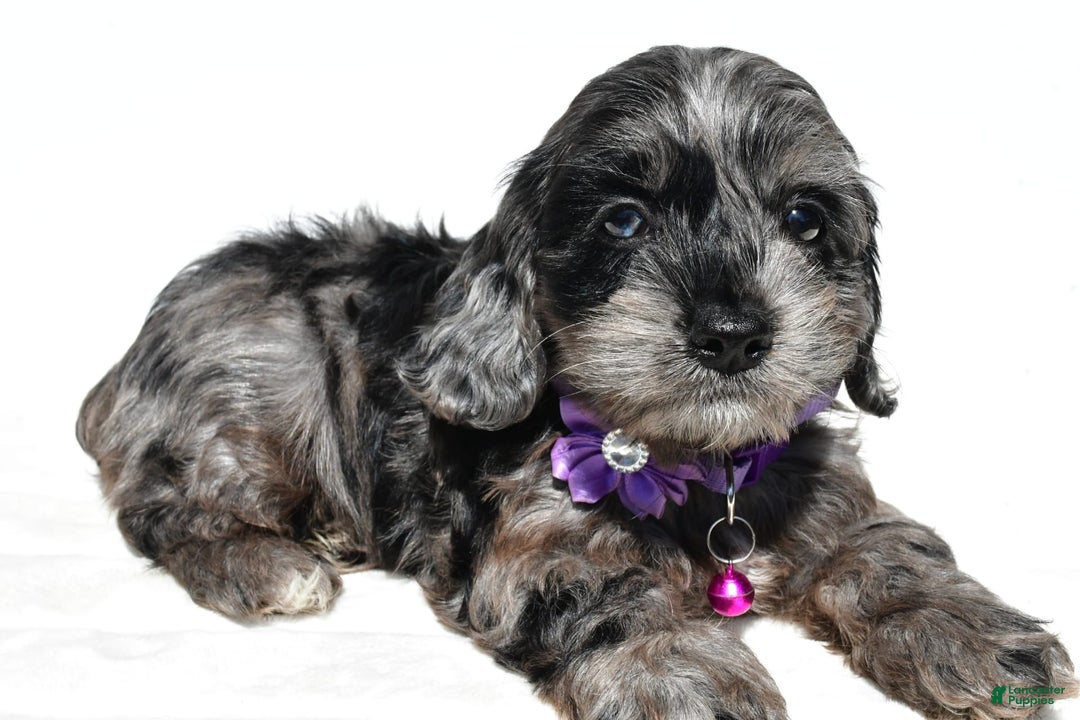 Cockapoo dogs for sale: Willow - Image 4