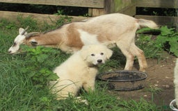 Great Pyrenees dogs for sale: Blue - Image 3