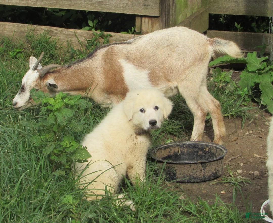 Great Pyrenees dogs for sale: Blue - Image 3