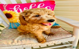 Mini Goldendoodle dogs for sale: Donut - Image 4