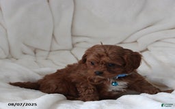 Cavapoo dogs for sale: Mason - Image 8