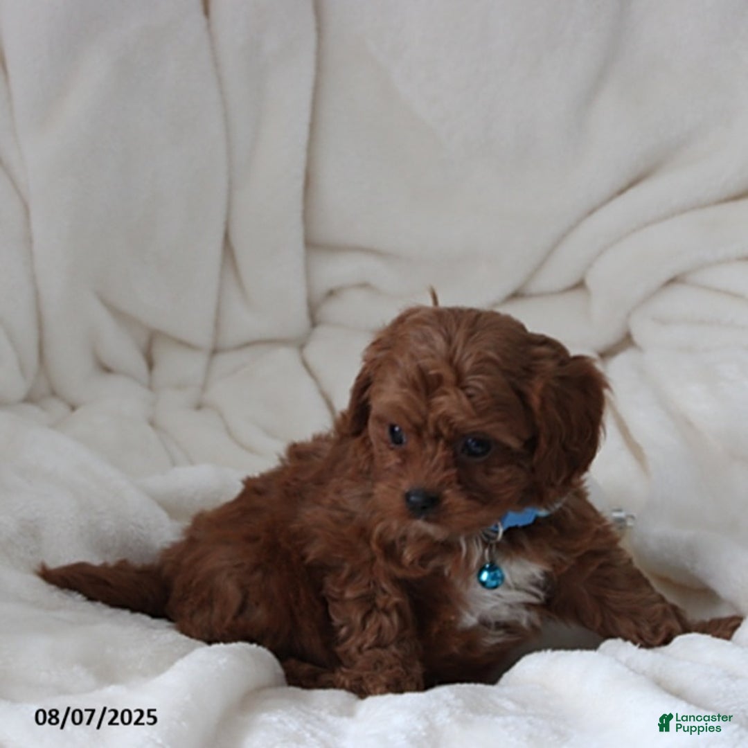 Cavapoo dogs for sale: Mason - Image 8