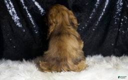 Cocker Spaniel dogs for sale: Lexi - Image 5