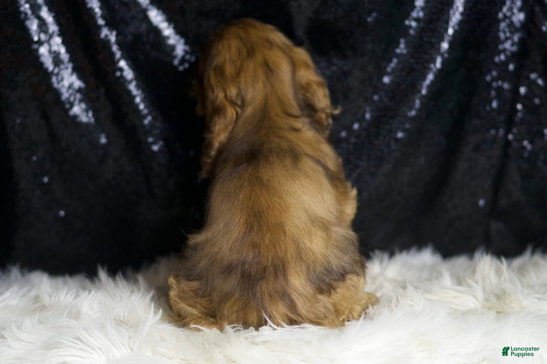 Cocker Spaniel dogs for sale: Lexi - Image 5