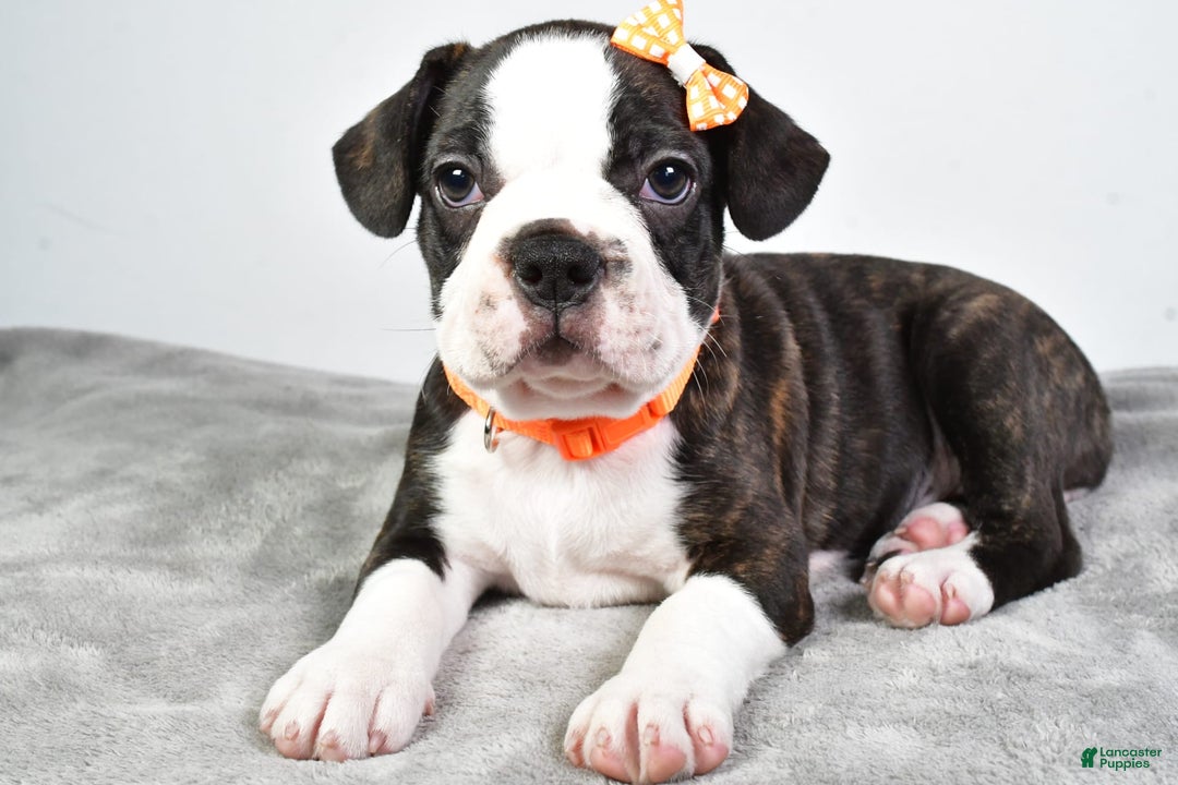 Frenchton dogs for sale: Franklin - Image 1