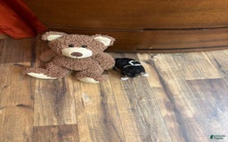 Yorkiepoo dogs for sale: Bandit - Image 7