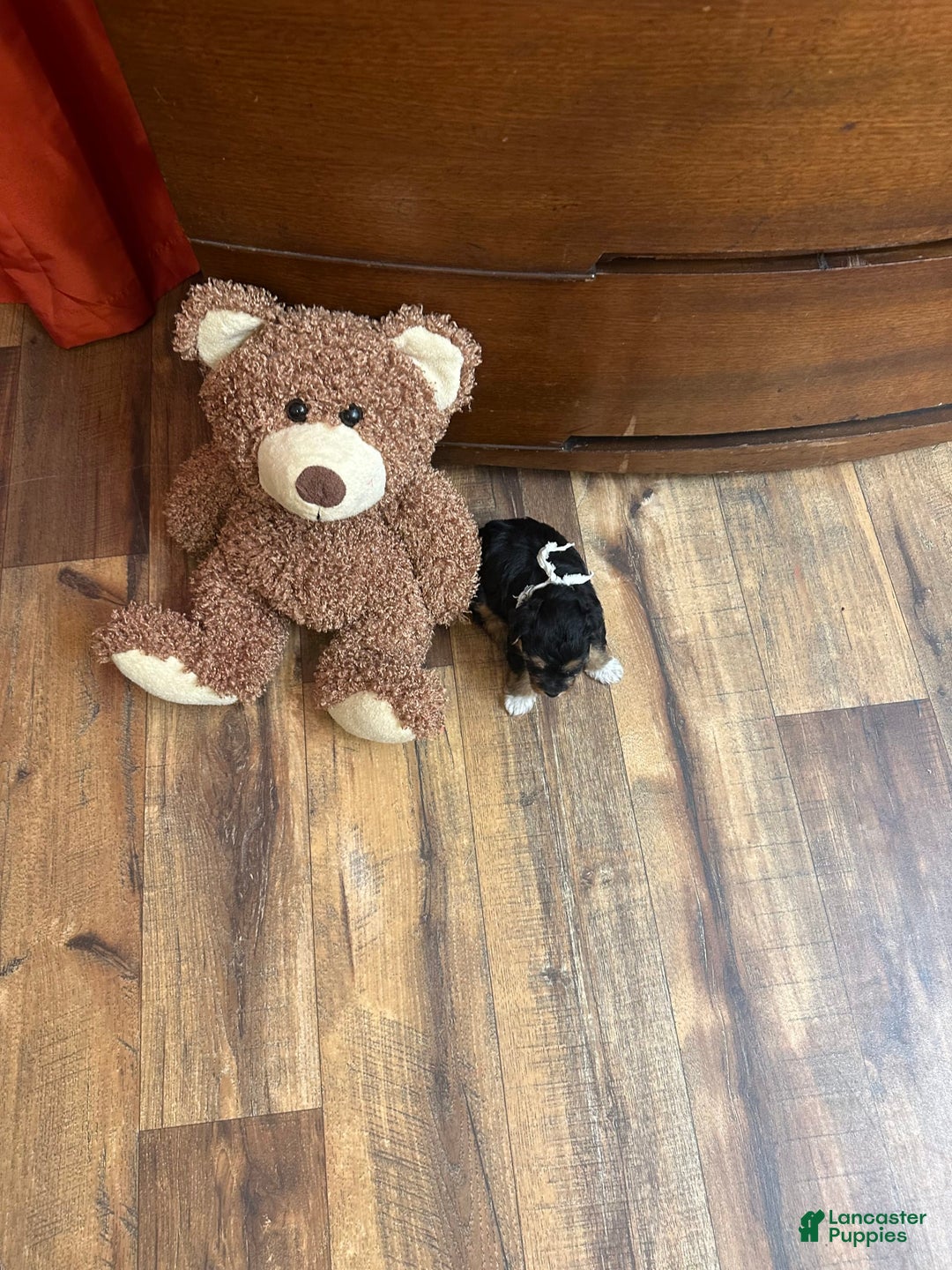 Yorkiepoo dogs for sale: Bandit - Image 7