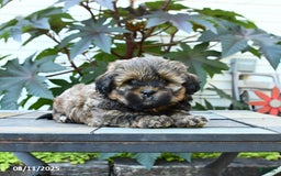 Shihpoo dogs for sale: Fudge - Image 3