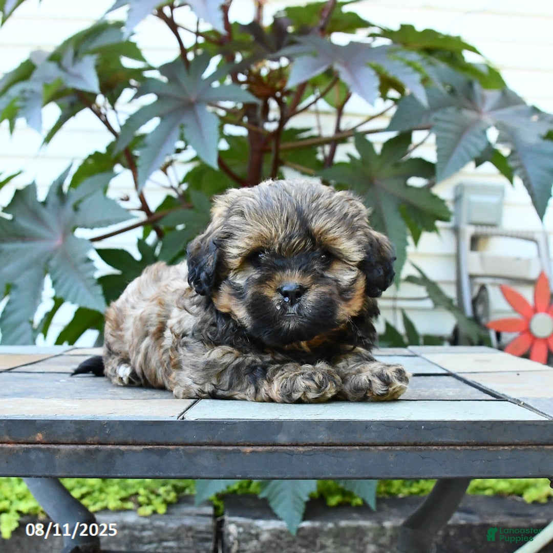 Shihpoo dogs for sale: Fudge - Image 3