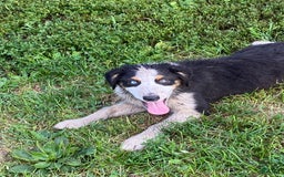 Australian Shepherd dogs for sale: Diva - Image 4
