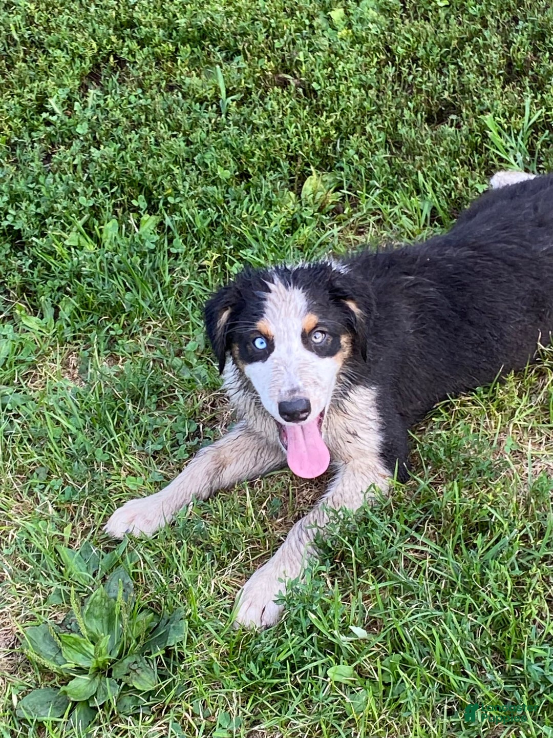 Australian Shepherd dogs for sale: Diva - Image 4