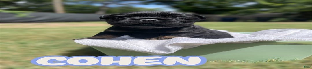 Cohen