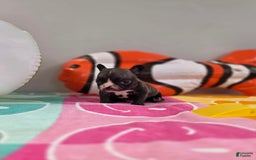 French Bulldog dogs for sale: Brinklee tiny Brindle - Image 7