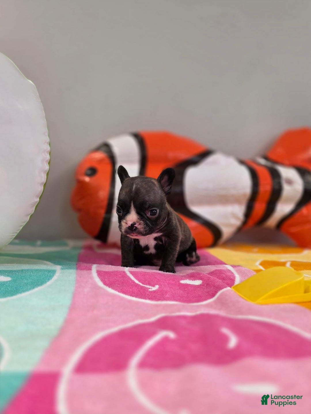 French Bulldog dogs for sale: Brinklee tiny Brindle - Image 7