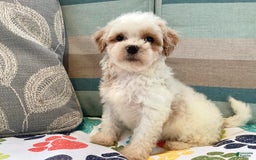 Havapoo dogs for sale: Casey - Image 6