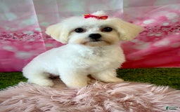 Maltipoo dogs for sale: Red Collared Boy - Image 26
