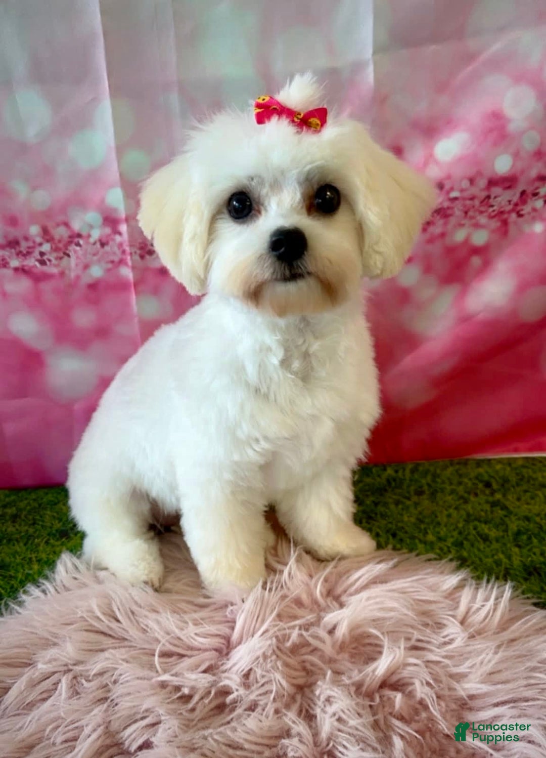 Maltipoo dogs for sale: Red Collared Boy - Image 26