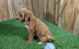 Cavapoo dogs for sale: Honeycomb Girl 9 - Image 11