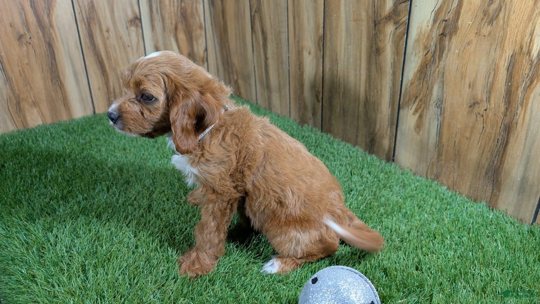 Cavapoo dogs for sale: Honeycomb Girl 9 - Image 11