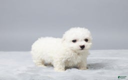 Bichon Frise dogs for sale: Oliver - Image 4