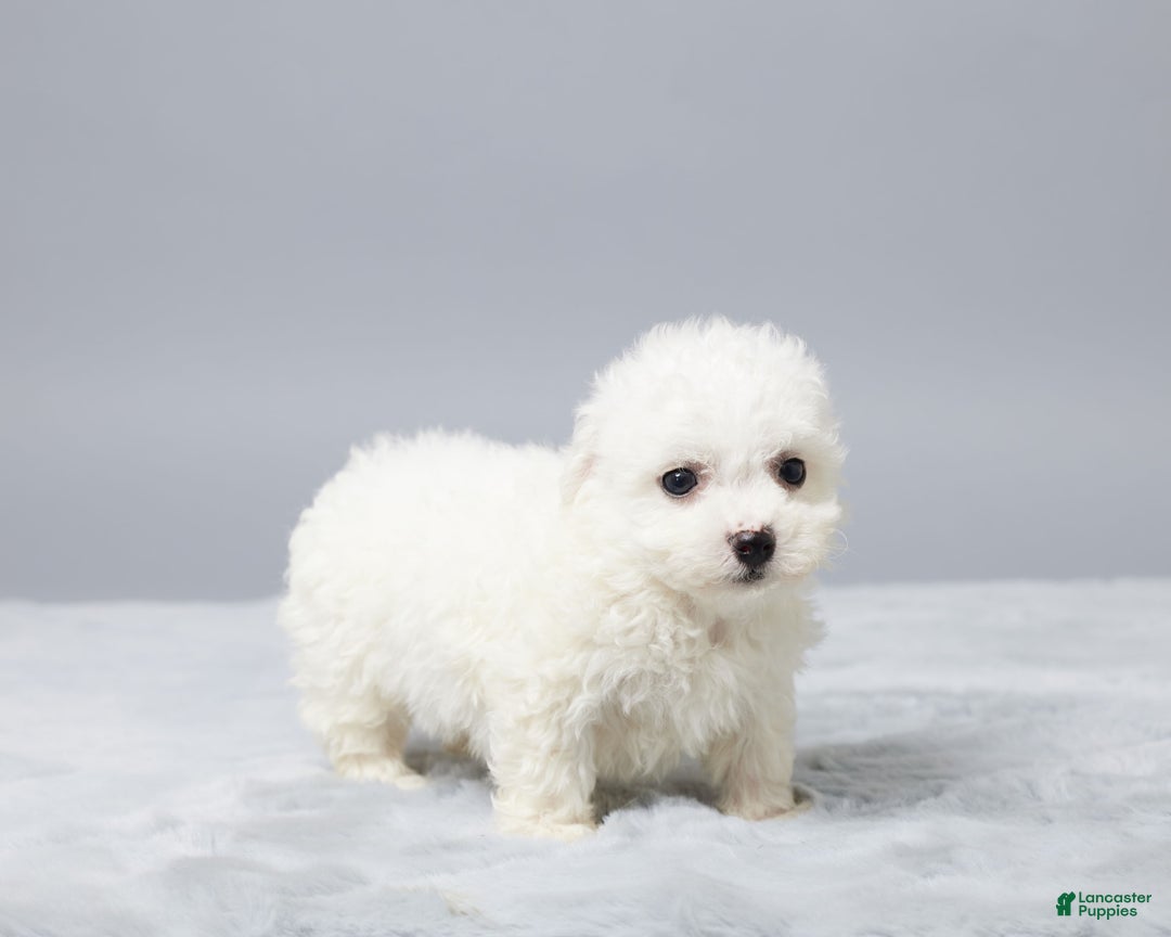 Bichon Frise dogs for sale: Oliver - Image 4