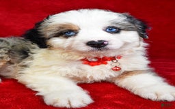 Mini Aussiedoodle dogs for sale: Austen - Image 3