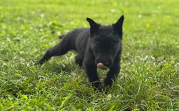 Belgian Malinois dogs for sale: Akc Certified Male 7 - Image 4