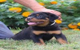 Rottweiler dogs for sale: Lance - Image 2
