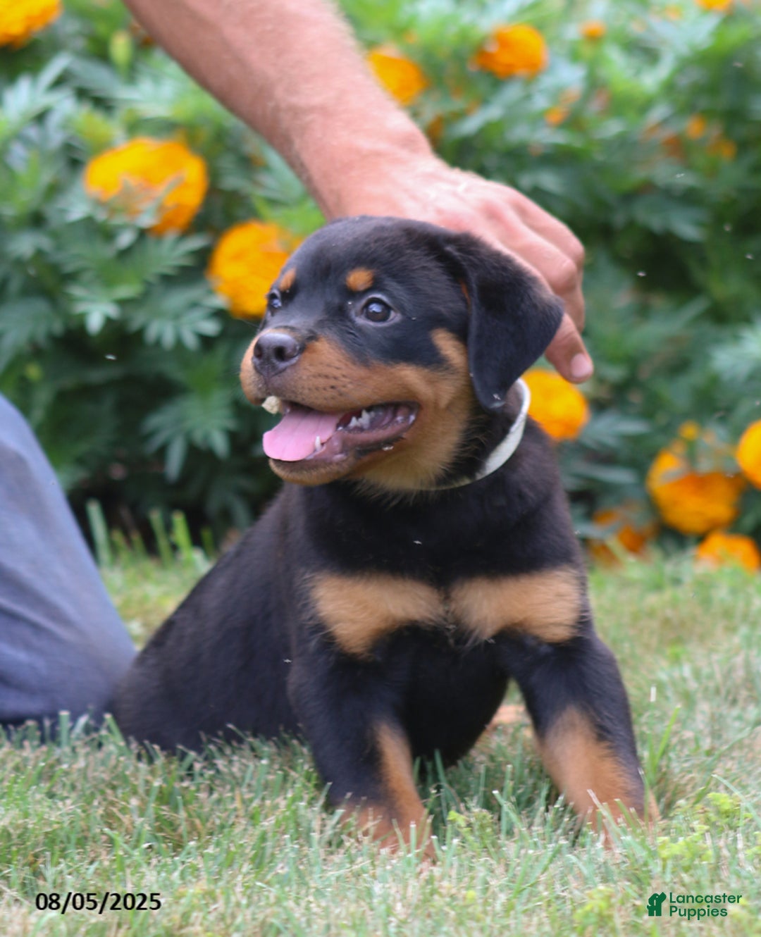 Rottweiler dogs for sale: Lance - Image 2