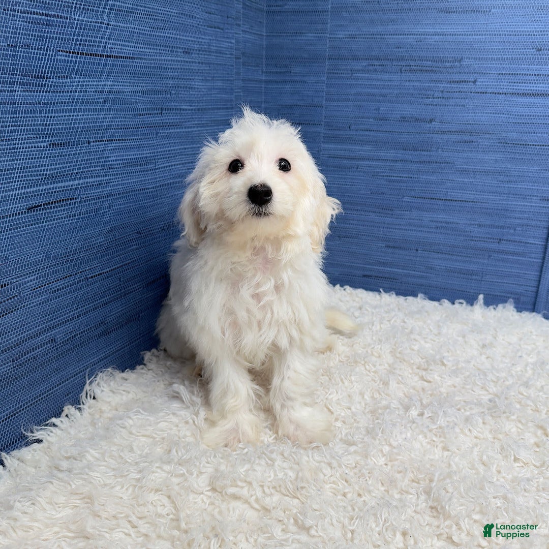 Maltipoo dogs for sale: Felicity - Image 5