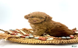 Mini Goldendoodle dogs for sale: Caine Mini Brown Based - Image 3