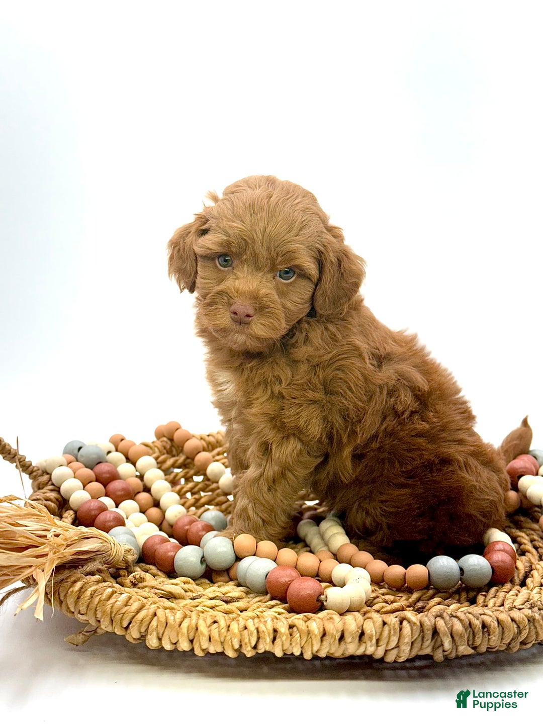 Mini Goldendoodle dogs for sale: Caine Mini Brown Based - Image 3