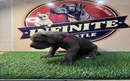 Cane Corso dogs for sale: Blue Female - Image 4