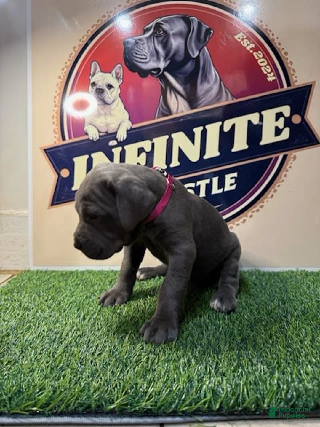 Cane Corso dogs for sale: Blue Female - Image 4