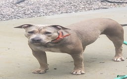 American Bully dogs for sale: Socks - Image 54