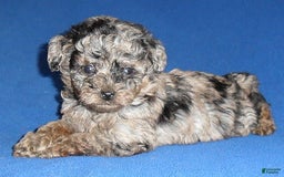 Yorkiepoo dogs for sale: Patches - Image 4