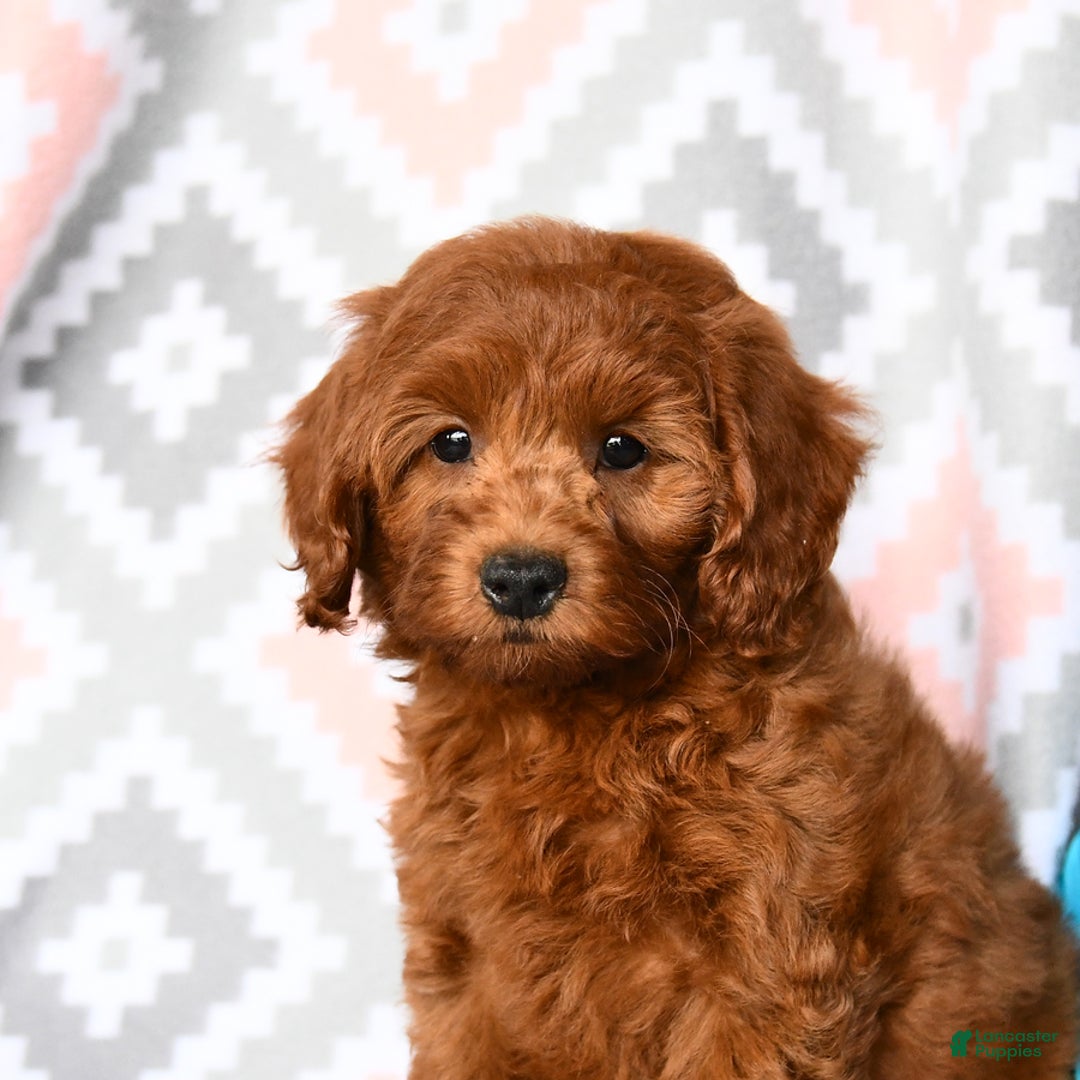 Cockapoo dogs for sale: Joy - Image 3