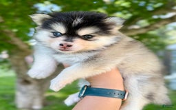 Pomsky dogs for sale: Selene - Image 6