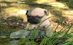 Pug dogs for sale: Davy - Image 22