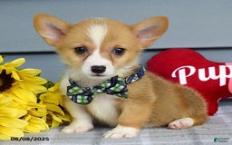 Welsh Corgi Pembroke dogs for sale: Zachary - Image 1