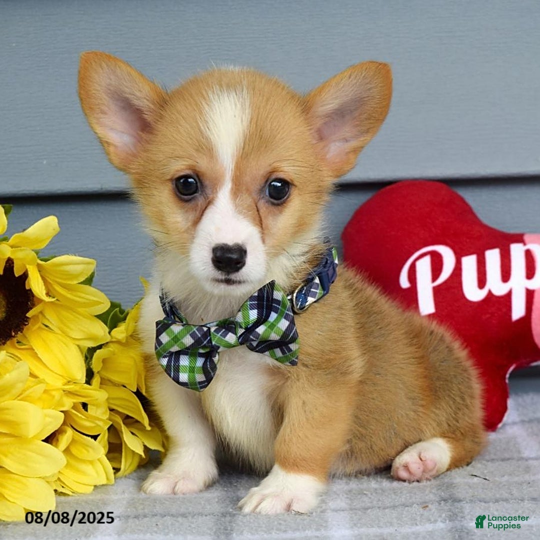 Welsh Corgi Pembroke dogs for sale: Zachary - Image 1
