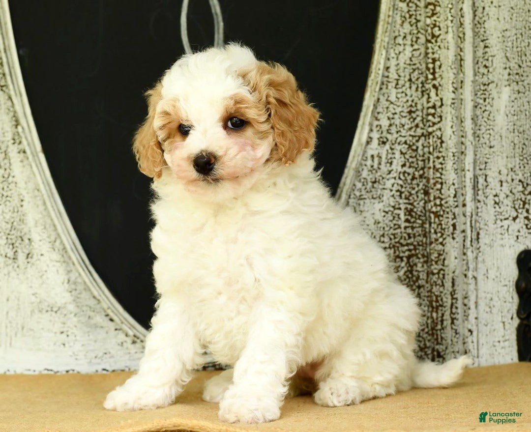 Havapoo dogs for sale: Daisy - Image 10