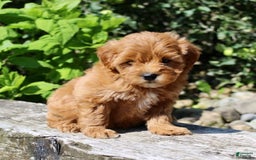 Mini Goldendoodle dogs for sale: Kala - Image 5